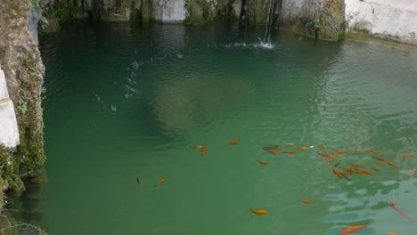 Eine-Gruppe-Goldfische-Schwimmt-Im-Brunnen