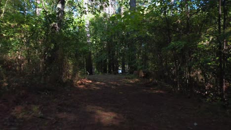 Zumbando-A-Través-De-Un-Sendero-Para-Caminar-Por-La-Naturaleza-En-Georgia