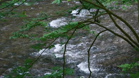 Wissahickon-Creek-Fluye-Sobre-Piedras-Detrás-De-Los-árboles