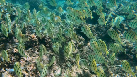 Close-up-of-Convict-Tang-fish-swimming-and-feeding-along-coral-reef
