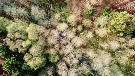 Aerial-Drone-Footage-of-Colorful-Autumn-Forest