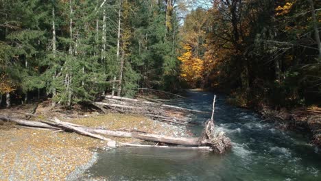Pull-back-shot-of-mouth-river-,forest-and-dead-trees-in-autumn