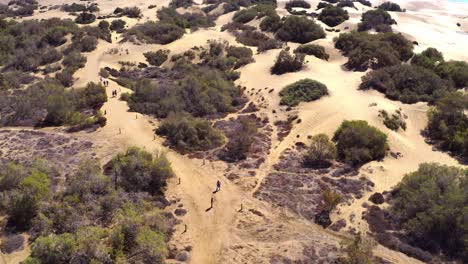 Gran-canaria-beach-aerial-drone-flight-over-desert-bushes,-dunes-at-las-palmas-beach-in-canaries-islands