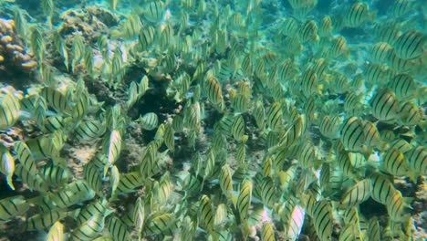 Große-Schule-Von-Sträflingsfischen,-Die-In-Tropischen-Gewässern-Entlang-Des-Korallenriffs-Schwimmen