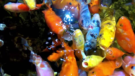 Colorful-Tropical-Fish-in-Aquarium