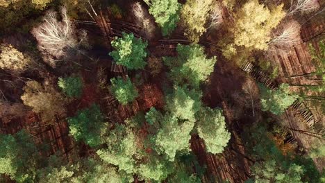Aerial-Drone-Footage-of-Colorful-Autumn-Forest