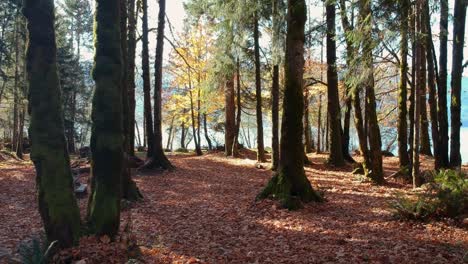 Langsame-Bewegung-In-Richtung-See-Im-Wald-Mit-Vielen-Ahornblättern-Auf-Dem-Boden-In-British-Columbia-Kanada