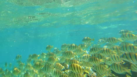 Angled-view-of-Convict-Tang-fish-schooling-together-through-Hawaiian-waters