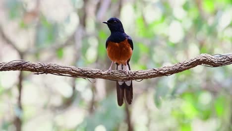 White-rumped-Shama-Perched-on-a-Vine-with-Forest-Bokeh-Background,-Copsychus-malabaricus,-original-speed