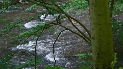 Wissahickon-Creek-Fließt-über-Steine-Hinter-Bäumen