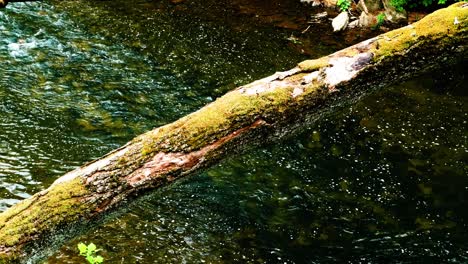 Tree-branch-across-flowing-creek,-Wissahickon,-Pennsylvania