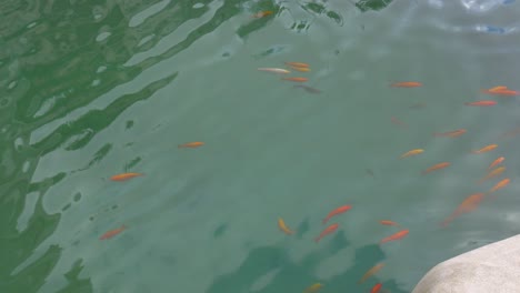 A-group-of-goldfish-swim-in-the-fountain