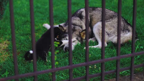 Female-husky-playing-with-her-little-puppy-in-the-yard
