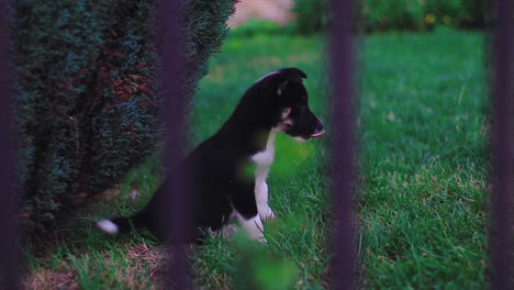 Small-black-husky-puppy-jumping-around-on-the-grass-of-a-garden