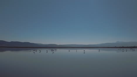 Luftbild-über-Einer-Gruppe-Von-Flamingos,-Die-In-Ruhigen-Gewässern-Ruhen