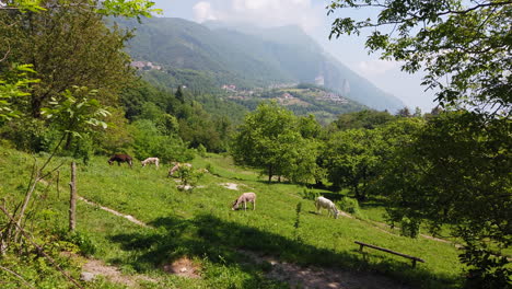 Pan-over-donkeys-on-a-meadow,-cloud-covered-mountain-top-in-the-background-on-a-sunny-day