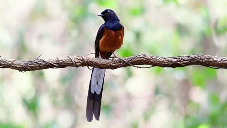 White-rumped-Shama-Perched-on-a-Vine-with-Forest-Bokeh-Background,-Copsychus-malabaricus,-original-speed