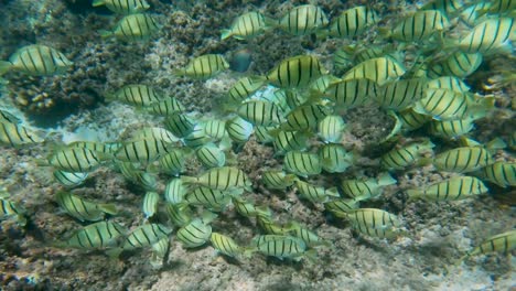 Convict-Tang-tropical-fish-pause-to-feed-along-Hawaiian-coral-reef