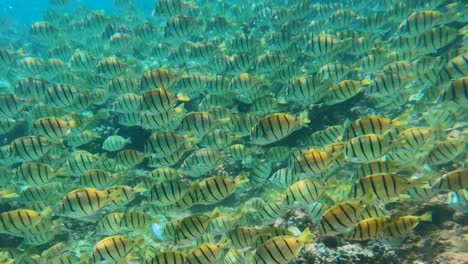 Große-Schule-Von-Sträflingsfischen-Schwimmen-über-Korallenriff-In-Hawaii