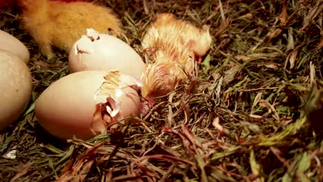 Sleepy-newborn-duckling-closes-eyes-to-rest-in-nest-with-hatching-egg