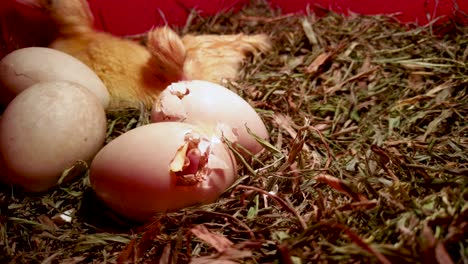 Duck-eggs-hatching-with-fuzzy-newborn-ducklings-grooming-in-background