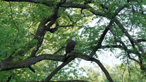 águila-En-La-Rama-De-Un-árbol-Limpiando-Sus-Alas,-Wissahickon-Creek,-Pennsylvania