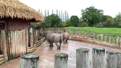 Los-Rinocerontes-Blancos-Deambulan-Por-Una-Pequeña-área-De-Un-Recinto-Más-Grande-En-Un-Zoológico