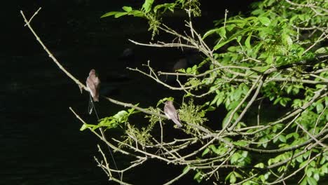 Bird-on-branches-with-creek-in-background