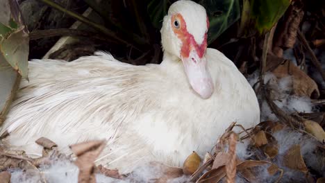 White-Muscovy-duck-sitting-on-nest-close-up,-bites-to-protect-nest