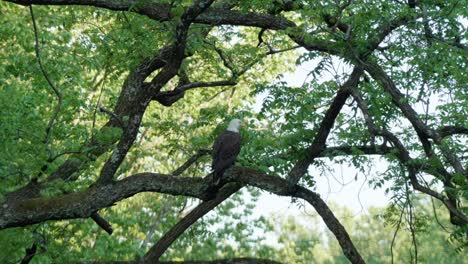 Eagle-on-tree-branch-cleaning-its-wings,-Wissahickon-Creek,-Pennsylvania