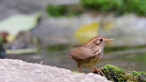 Puff-throated-Babbler-grooming-after-a-bath-in-the-forest-during-a-hot-day,-Pellorneum-ruficeps,-in-Slow-Motion
