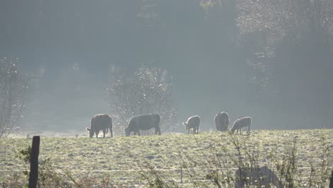 Algunas-Vacas-Paradas-En-Un-Pasto-En-La-Escarcha-En-Una-Mañana-Nublada