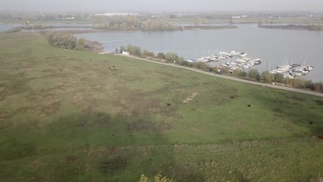 Luftdrohnenvideo-über-Dem-Feld-Mit-Kühen-In-Der-Nähe-Des-Sees