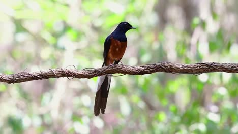 White-rumped-Shama-Perched-on-a-Vine-with-Forest-Bokeh-Background,-Copsychus-malabaricus,-in-Slow-Motion
