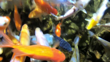 Colorful-Tropical-Fish-in-Aquarium