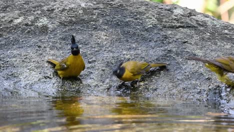Black-crested-Bulbul-grooming-after-a-bath-in-the-forest-during-a-hot-day,-Pycnonotus-flaviventris,-in-Slow-Motion