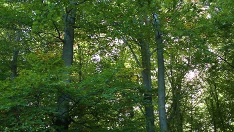 Blick-Auf-Hohe-Bäume-Mit-Grünen-Blättern-Im-Montseny-Wald,-Während-Sich-Die-Kamera-Nach-Links-Bewegt