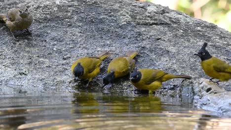 Black-crested-Bulbuls,Streaked-eared-Bulbul,Stripe-throated-Bulbul,-bathing-in-the-forest-during-a-hot-day,-Pycnonotus-flaviventris,Pycnonotus-conradi,Pycnonotus-finlaysoni,-in-Slow-Motion