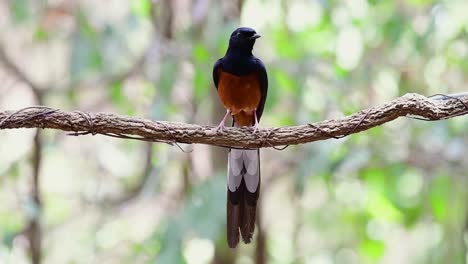 White-rumped-Shama-Perched-on-a-Vine-with-Forest-Bokeh-Background,-Copsychus-malabaricus,-in-Slow-Motion