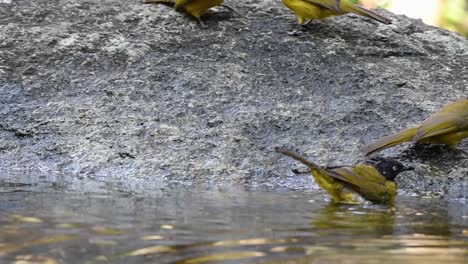 Black-crested-Bulbul-bathing-in-the-forest-during-a-hot-day,-Pycnonotus-flaviventris,-in-Slow-Motion