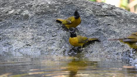 Black-crested-Bulbul-grooming-after-a-bath-in-the-forest-during-a-hot-day,-Pycnonotus-flaviventris,-in-Slow-Motion