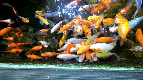 Small-Child-Feeding-Colorful-Tropical-Fish-in-Aquarium