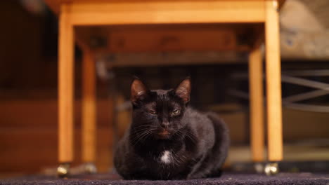 Schwarze-Katze-Gähnt,-Während-Sie-Sich-In-Einem-Gemütlichen-Zuhause-Unter-Dem-Tisch-Versteckt-Und-Schläft-Ein