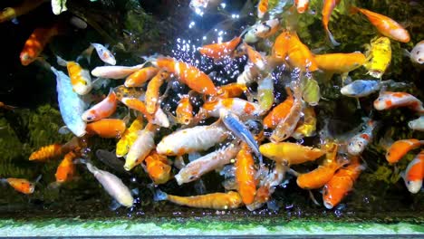 Small-Child-Feeding-Colorful-Tropical-Fish-in-Aquarium