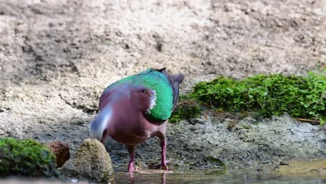 Common-Emerald-Dove-grooming-after-a-bath-in-the-forest-during-a-hot-day,-Chalcophaps-indica,-original-speed