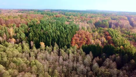 Draufsicht-Auf-Bunte-Bäume-Im-Herbst