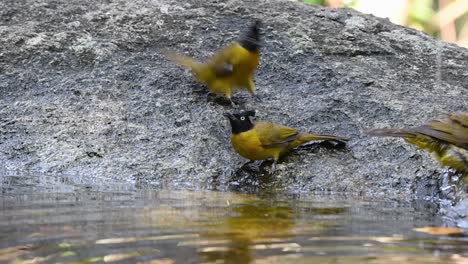 Black-crested-Bulbul-bathing-in-the-forest-during-a-hot-day,-Pycnonotus-flaviventris,-in-Slow-Motion