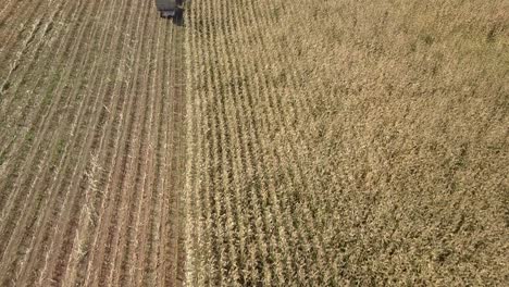 Aerial,-drone-shot,-over-a-split-of-harvested-and-fresh-wheat-on-a-field,-on-the-countryside-on-a-sunny-day