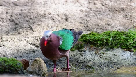 Common-Emerald-Dove-grooming-after-a-bath-in-the-forest-during-a-hot-day,-Chalcophaps-indica,-in-Slow-Motion