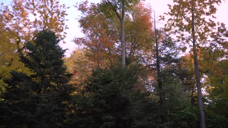 Blick-Auf-Herbstbäume-Mit-Wechselnder-Farbe-Der-Blätter